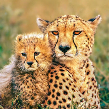 Cheetahs picture