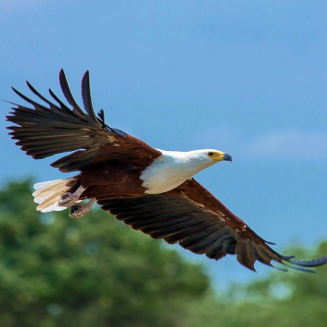 Eagles picture