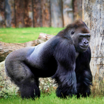 Gorillas picture