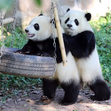 Pandas picture