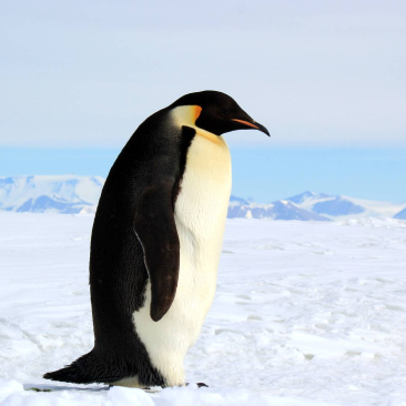 Penguins picture