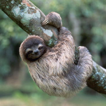 Two-toed Sloth picture
